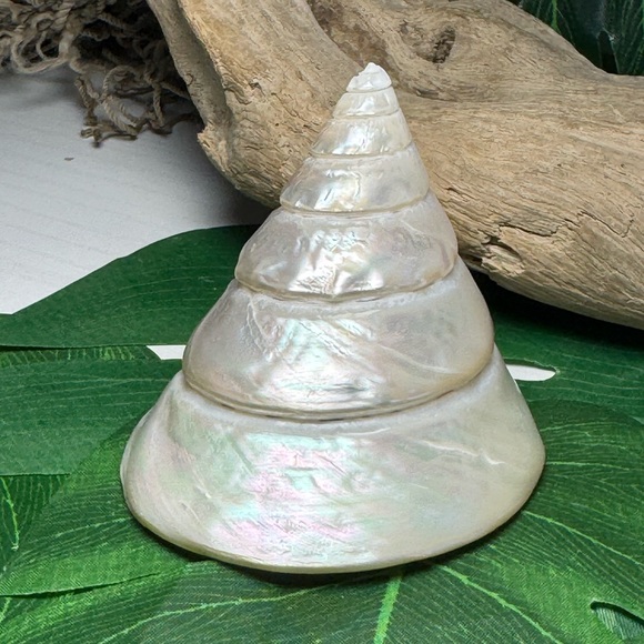 LARGE PEARLIZED COMMERCIAL TROCHUS TOP SHELL DISPLAY COLLECTOR SEASHELL COASTAL - Picture 7 of 15